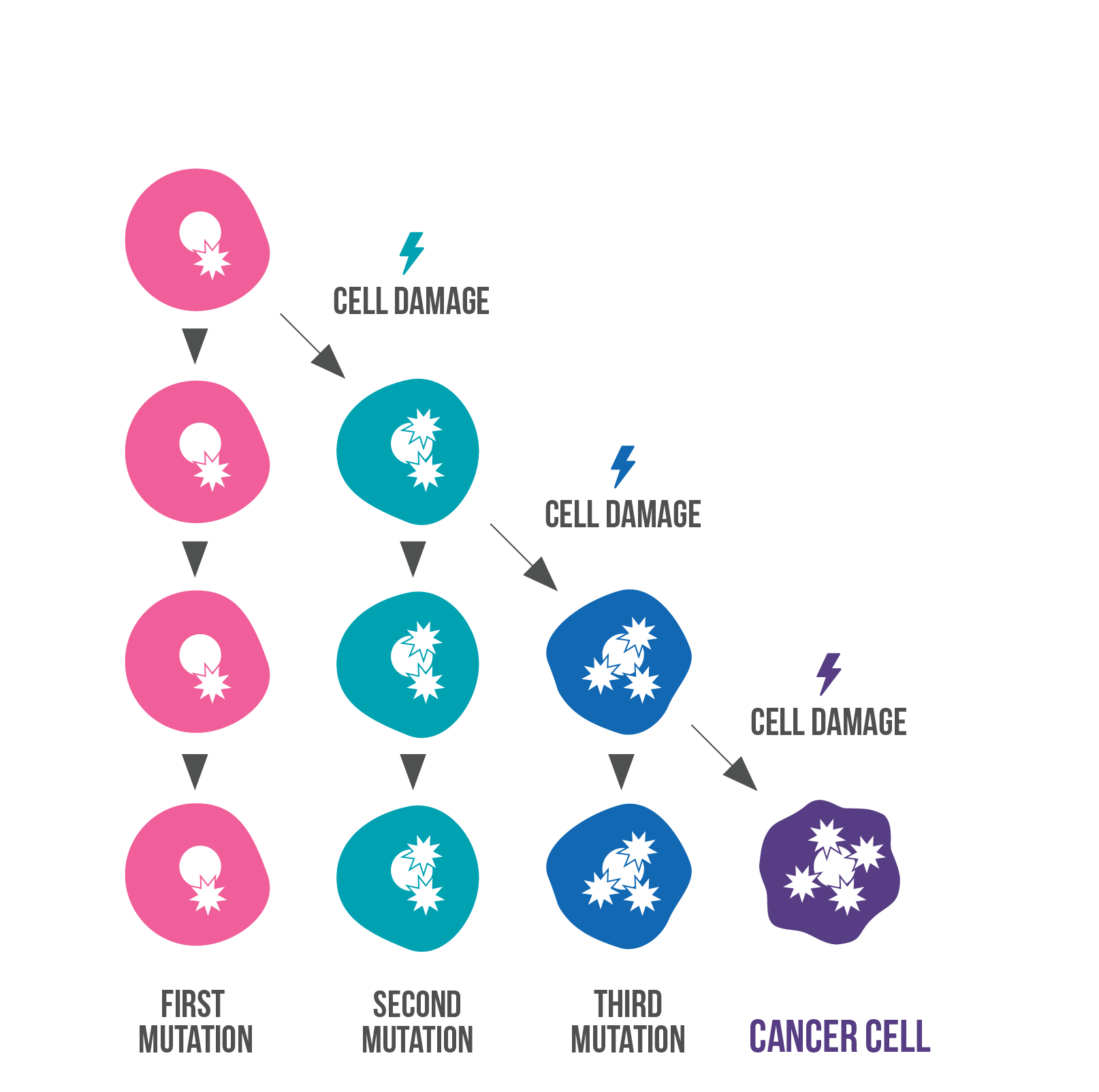 Image depicting how cells with inherited mutations accumulate additional damage leading to cancer over time. 