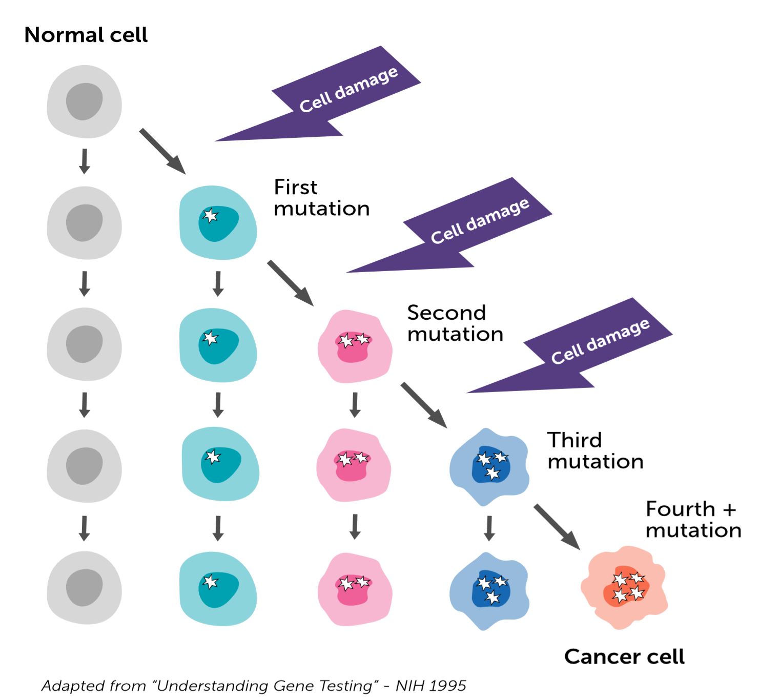 A guide to cancer genomics